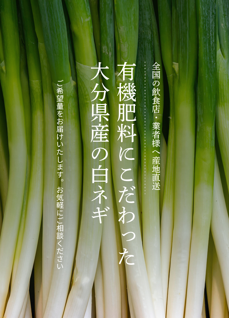 日本製 2ウェイ 大分県産 採れたて白ネギ（細め）7kg×2箱 （太め）7kg